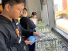 4.校园月季繁殖1